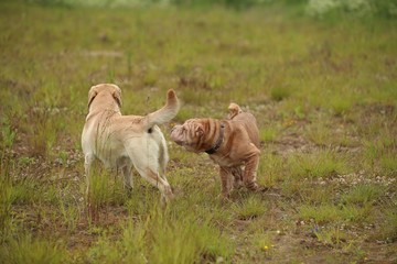 Obraz premium Two cute dogs, golden golden labrador and Shar pei , getting to know and greeting each other by sniffing