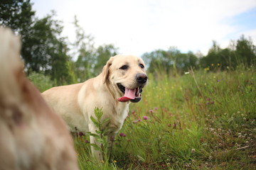 Golden Labrador walking in the spring park, natural light