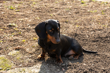 Female black dachshund dog sitting on the sunny day on the grass. Animal concept with dog sitting...