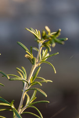 Macro image of rosemary branches with blurred background. Healthy concept with kitchen spices.