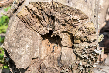 Old stump, Big rotten stump in the woodland forest covered with golden sunlight in early springtime in nature close up
