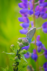 Blue butterfly Butterfly moth. Beautiful insect. The butterfly sits
