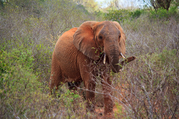 Fototapeta na wymiar Elephant Tsavo West Kenya