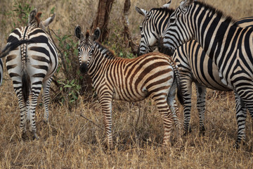 Fototapeta na wymiar Zebra Tsavo West Kenya