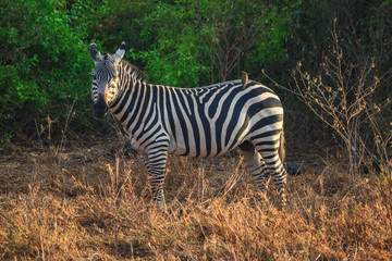 Zebra Tsavo West Kenya