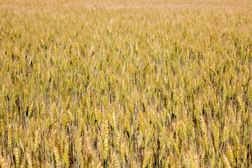 ears of wheat in the field
