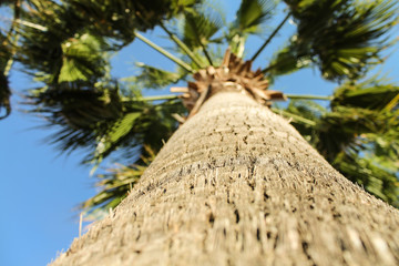 coconut tree on the beach