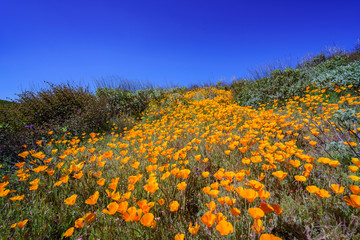 Lots of wild flower blossom at Diamond Valley Lake