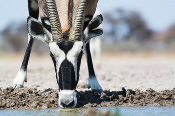 Detail of an Oryx head, drinking at waterhole, Etosha National Park, Namibia, Africa.