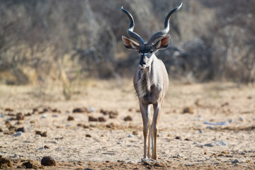 Majestic Kudu overlooks the surroundings of the nearby waterhole, Etosha National Park, Namibia, Africa.