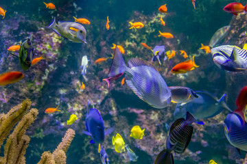 Fototapeta na wymiar colorful reef fishes