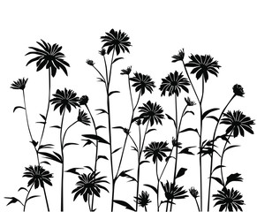 Set of silhouettes flowers daisie, chamomile,  vector illustration , black colors, isolated on white background