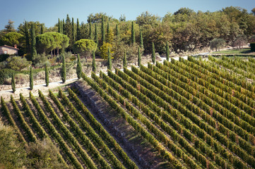 Fototapeta na wymiar Spectacular view with italian autumn vineyard fields in tuscany