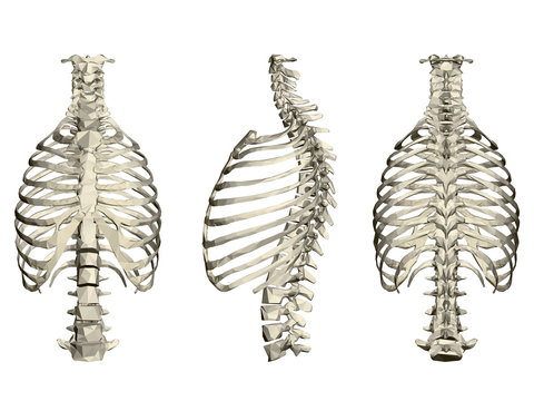 Set with human ribcage and spine. 3D. Front, side and rear view. Vector illustration