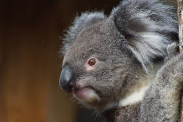 Koala Bear close up of head and face