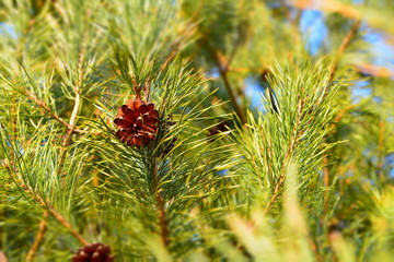 szyszka sosny © robert6666