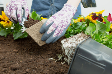 Naklejka premium Hands of gardener woman putting soil into a paper flower pot. Planting spring pansy flower. Gardening concept