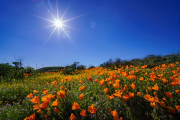 Fototapeta premium Lots of wild flower blossom at Diamond Valley Lake