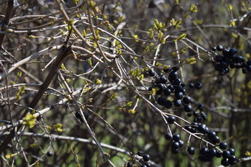 Wild black berries on a decorative bush