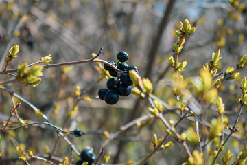 Wild black berries on a decorative bush