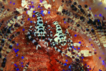 Incredible Underwater World - Coleman shrimp - Periclimenes colemani. Diving and underwater macro photography. Tulamben, Bali, Indonesia.