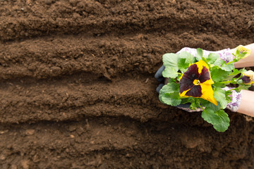 Gardener woman planting flower in the garden. Planting spring pansy flower in garden. Gardening concept