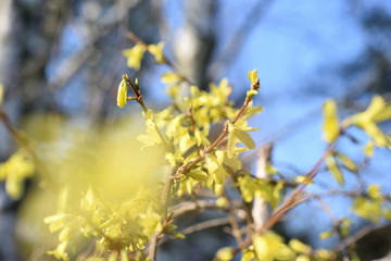 Forsythia shrub in blossom with tree braches in background