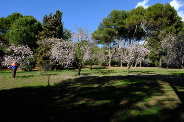 almendros en flor