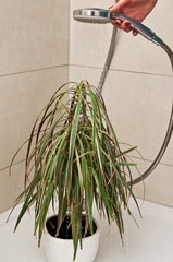 Pot plant in the shower for watering