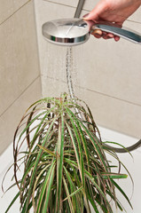 Pot plant in the shower for watering