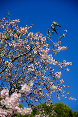 Cotorras sobre almendro en flor