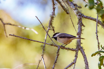 A precious little Carolina Chickadee forages for insects in a live-oak tree on a bright sunny day