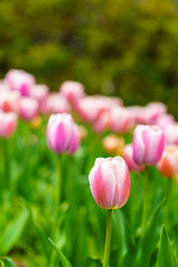 チューリップ
