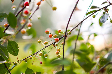 Ripening cherries on the branch of cherry tree in summer garden.