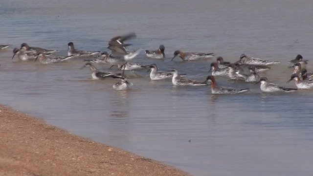 Western Kazakhstan. Aral Sea. Coast. Birds