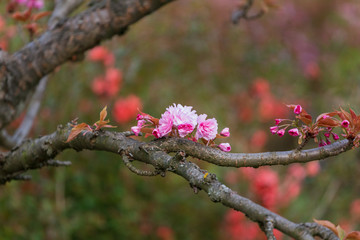 Blooming cherry tree branch in spring