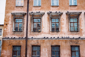 Fototapeta na wymiar many pigeons on a cornice of a house in the downtown of Saint Petersburg