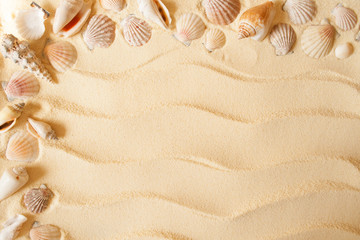 Fototapeta na wymiar Seashells on a sand background