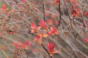 autumn leaves on tree