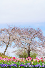 Fototapeta na wymiar 桜とチューリップ