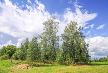 Summer landscape in Latvia, East Europe. Birch trees and forest.