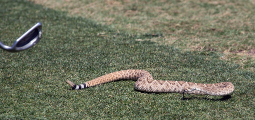 Golf club and rattlesnake