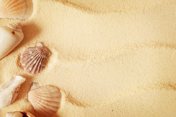 Naklejka na ściany i meble Seashells on a sand background