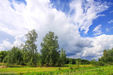 Obraz premium Summer landscape in Latvia, East Europe. Birch trees and white clouds.