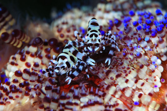 Incredible Underwater World - Coleman shrimp - Periclimenes colemani. Diving and underwater macro photography. Tulamben, Bali, Indonesia.