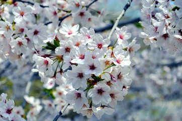 Flowers of cherry tree in spring