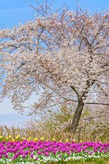 Fototapeta na wymiar 桜とチューリップ