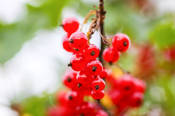 Ripe red currant in a summer garden. Ribes rubrum plant with ripe red berries.