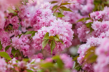 Cherry sakura blossom flowers