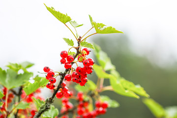 Ripe red currant in a summer garden. Ribes rubrum plant with ripe red berries.